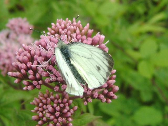 Artogeia napi Green Veined White Butterfly